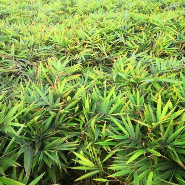 moso bamboo seeds/ Phyllostachys edulis seeds 1kg