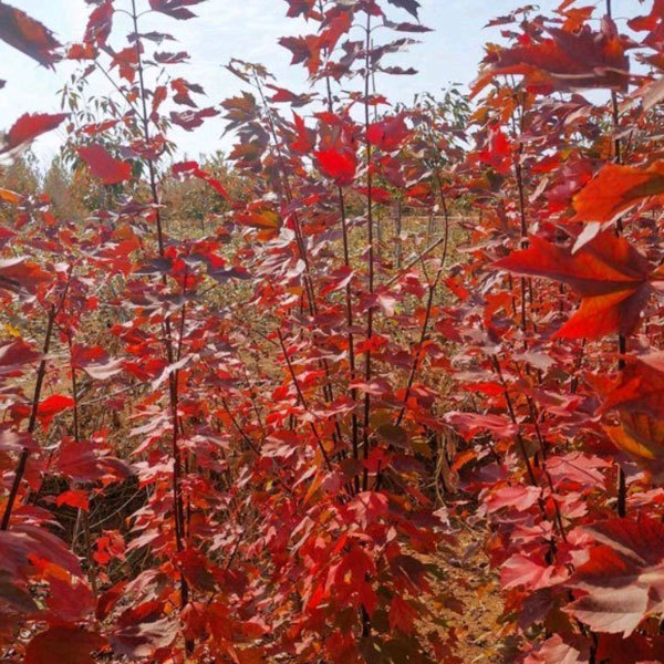 Acer palmatum Atropurpureum seeds/Red maple seeds