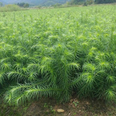 Cunninghamia Lanceolata seeds 1kg