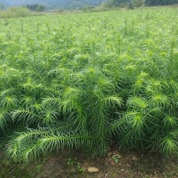 Cunninghamia Lanceolata seeds 1kg