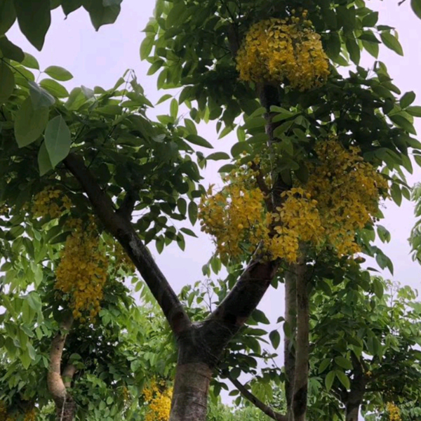 Cassia fistula seeds/Fistula seeds 1kg