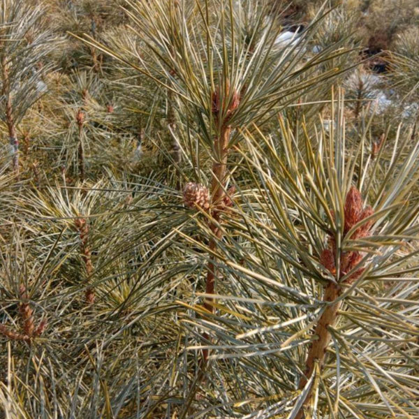 Pinus koraiensis seeds/red pine seeds