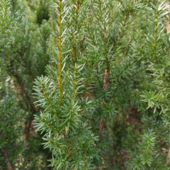 Taxus chinensis seeds 1kg