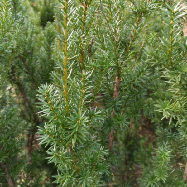 Taxus chinensis seeds 1kg