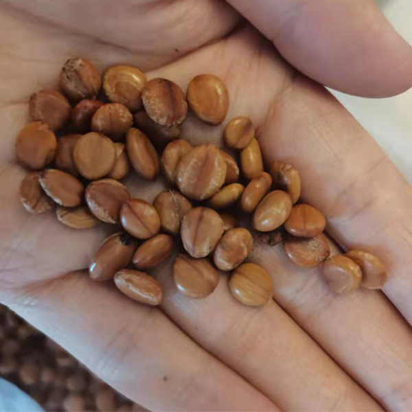 Cassia fistula seeds/Fistula seeds 1kg