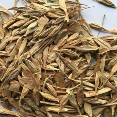 Sugar maple seeds/Acer saccharum Marsh seeds 1kg
