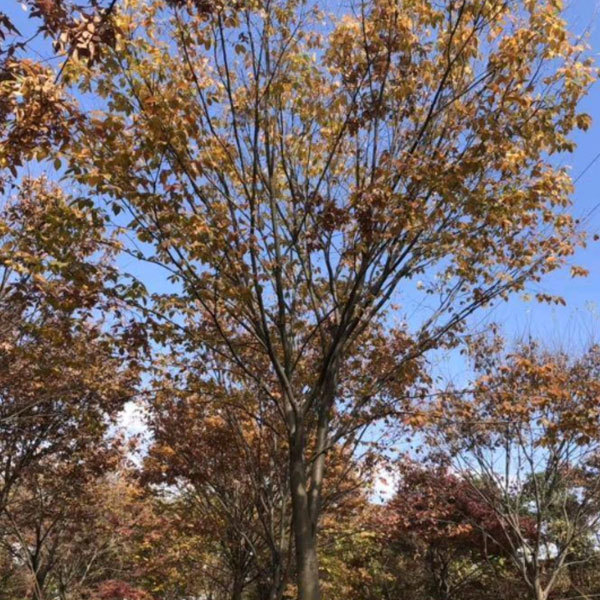 Zelkova schneideriana seeds/Schneider zelkova seeds 1kg
