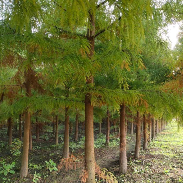 Taxodium ascendens Brongn seeds/ascendens seeds 1kg