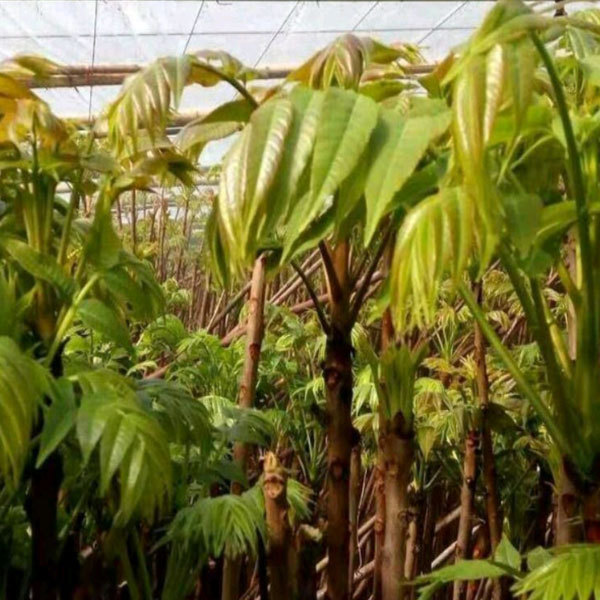 Toona sinensis seeds/Cedrela sinensis seeds