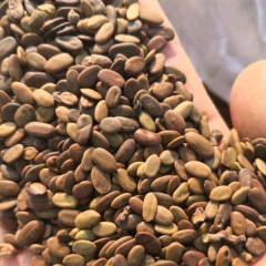 Acacia farnesiana seeds/Acacia seeds/Cassie seeds 1kg