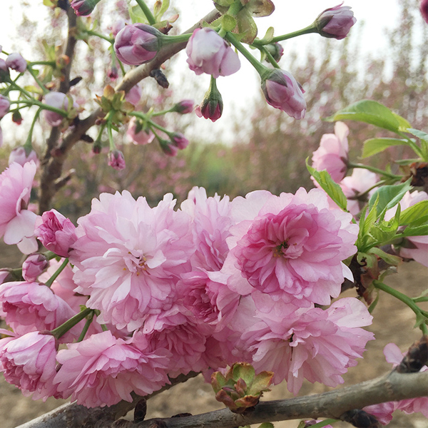 Cherry Blossom seeds/Sakura seeds