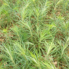 Cunninghamia Lanceolata seeds 1kg