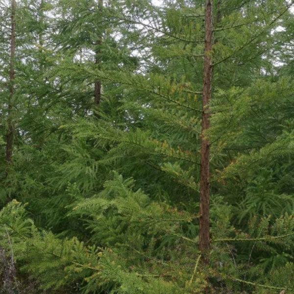Cryptomeria fortunei seeds