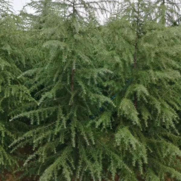 cedar seeds/Cedrus seeds