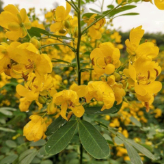 Cassia surattensis seeds/Senna surattensis seeds 1kg