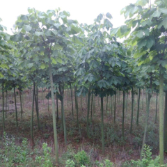 Firmiana platanifolia seeds