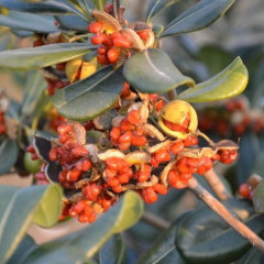 Pittosporum tobira seeds/Pittosporum seeds 1kg