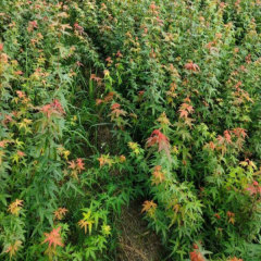 Acer palmatum seeds/Japanese maple seeds 1kg