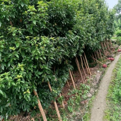 Phoebe zhennan seeds