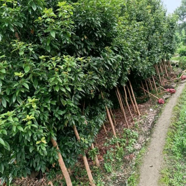 Phoebe zhennan seeds