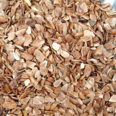 Toona sinensis seeds/Cedrela sinensis seeds