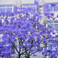 Jacaranda mimosifolia seeds/blue Jacaranda seeds 1kg