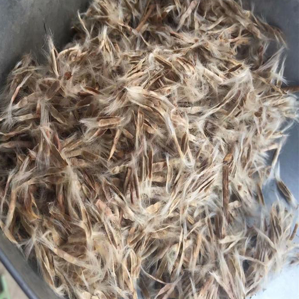 oriental plan seeds/ Platanus orientalis seeds 1kg