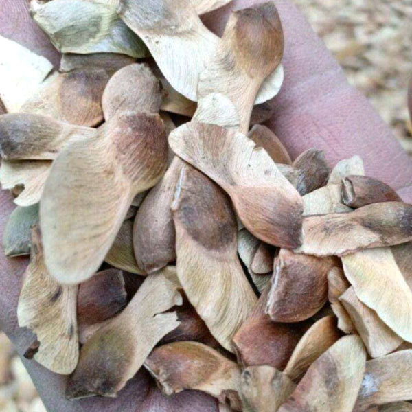 Acer Truncatum seeds 1kg