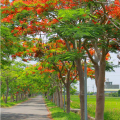 Red Delonix regia seeds/Poinciana seeds 1kg