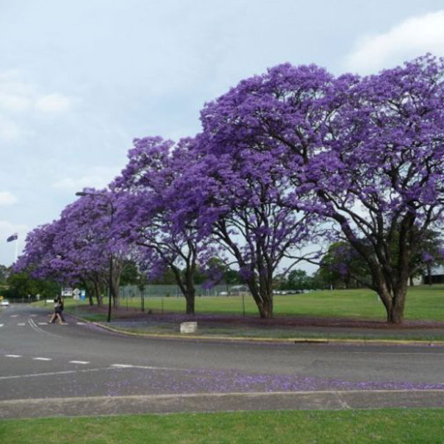 Jacaranda mimosifolia seeds/blue Jacaranda seeds 1kg