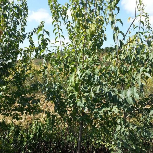 Sugar maple seeds/Acer saccharum Marsh seeds 1kg