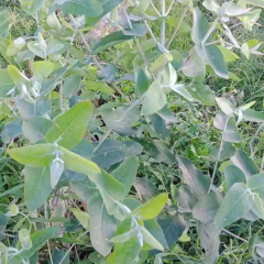 Eucalyptus globulus seeds/ Eucalyptus seeds 1kg