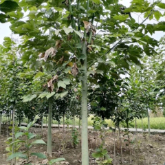 Firmiana platanifolia seeds