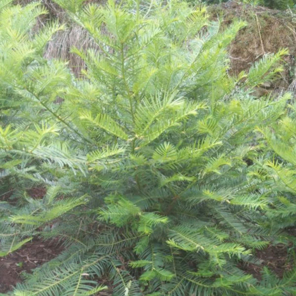 Cephalotaxus fortunei seeds/ Cephalotaxus seeds 1kg