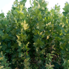 oriental plan seeds/ Platanus orientalis seeds 1kg