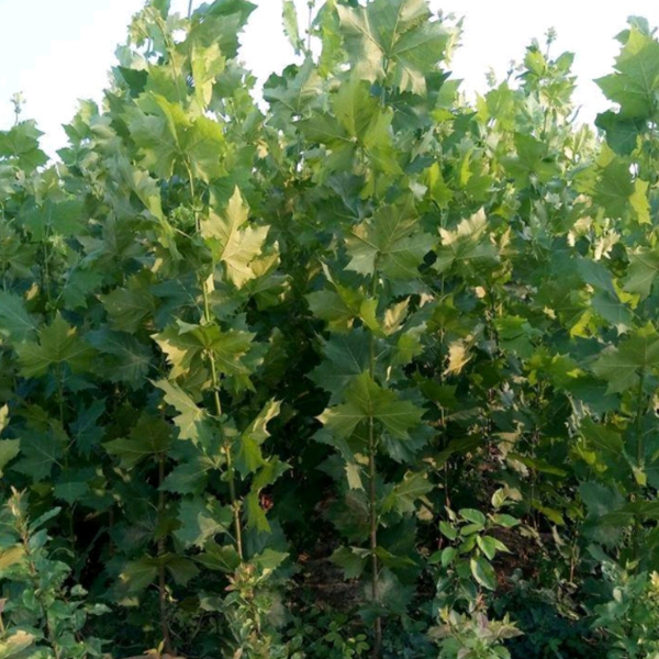 oriental plan seeds/ Platanus orientalis seeds 1kg