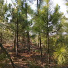 Pinus elliottii seeds/ Slash Pine seeds