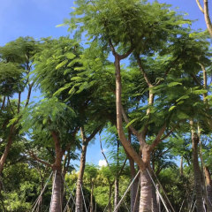 Red Delonix regia seeds/Poinciana seeds 1kg