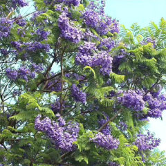 Jacaranda mimosifolia seeds/blue Jacaranda seeds 1kg