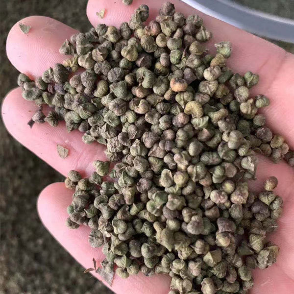 Zelkova schneideriana seeds/Schneider zelkova seeds 1kg