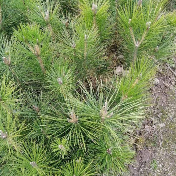 black pine seeds/pinus thunbergii seeds 1kg