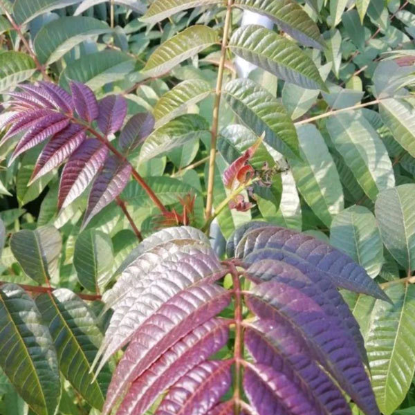 Toona sinensis seeds/Cedrela sinensis seeds