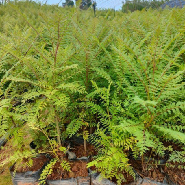 Jacaranda mimosifolia seeds/blue Jacaranda seeds 1kg