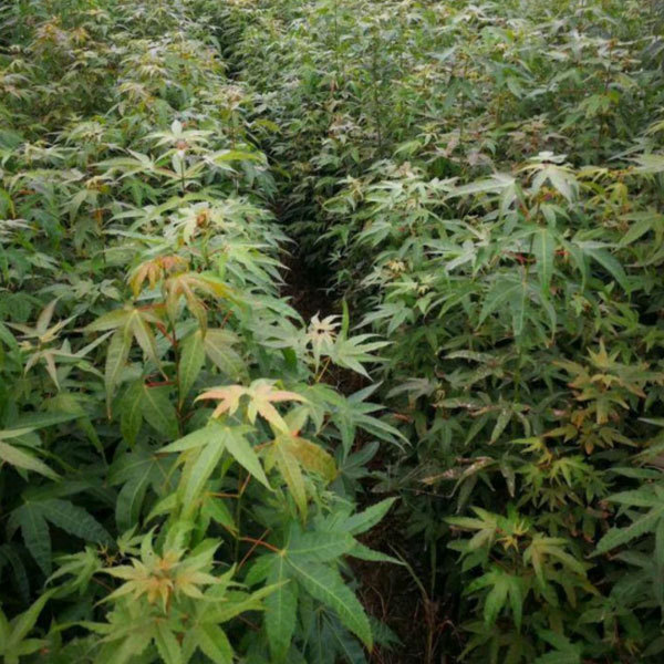 Acer serrulatum seeds/Green maple seeds 1kg