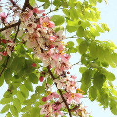 Cassia bakeriana seeds 1kg