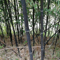 Phyllostachys nigra seeds/ Black bamboo seeds 1kg