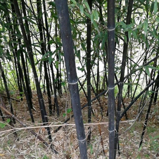 Phyllostachys nigra seeds/ Black bamboo seeds 1kg