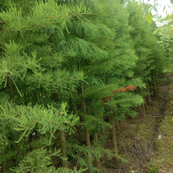 Taxodium ascendens Brongn seeds/ascendens seeds 1kg