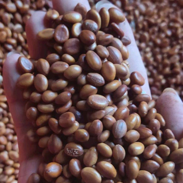 Cassia bakeriana seeds 1kg