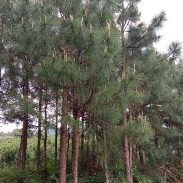 Pinus massoniana seeds 1kg